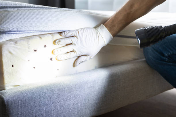 Best Flea Control Services  in Syosset, NY