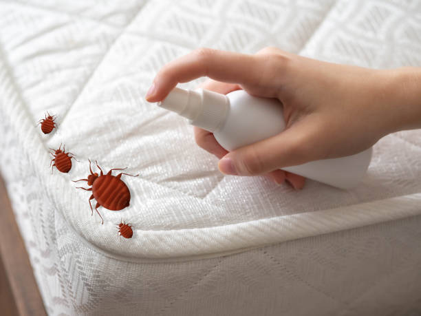 Best Pest Inspection Near Me  in Syosset, NY